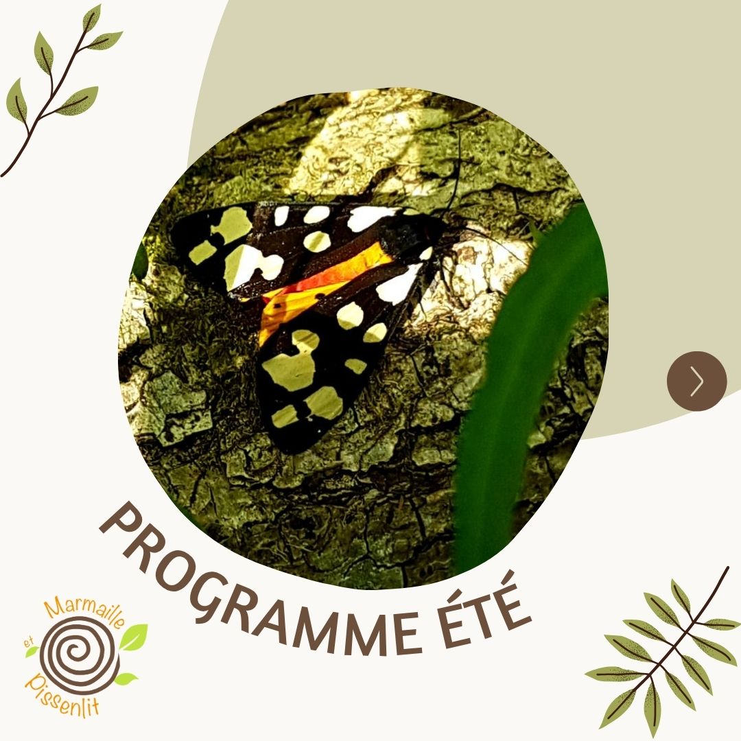 PROGRAMME MARMAILLE ET PISSENLIT